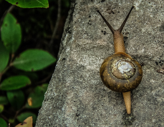 Benefits to Using French Snail Collagen Cream